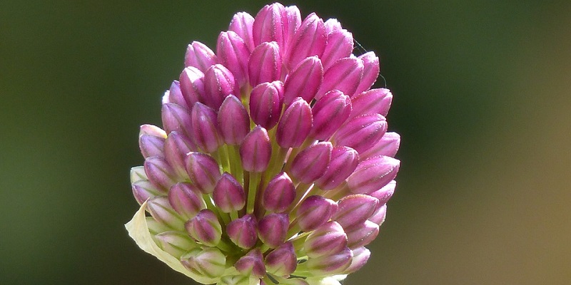 a flower bud