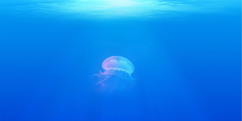 a jellyfish