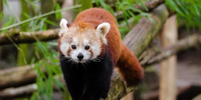 A red panda