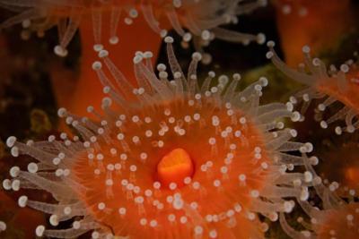 C. californica coral