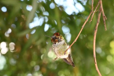 Perched juvenile male Anna’s hummingbird in San Francisco, CA.