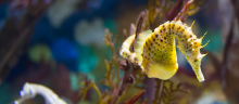 A yellow seahorse.