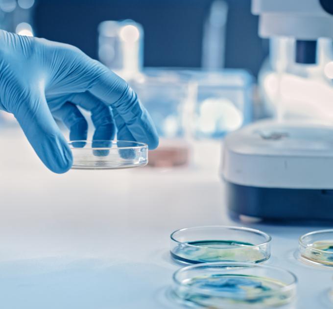 Scientist Works with Petri Dishes with Various Bacteria, Tissue and Blood Samples.