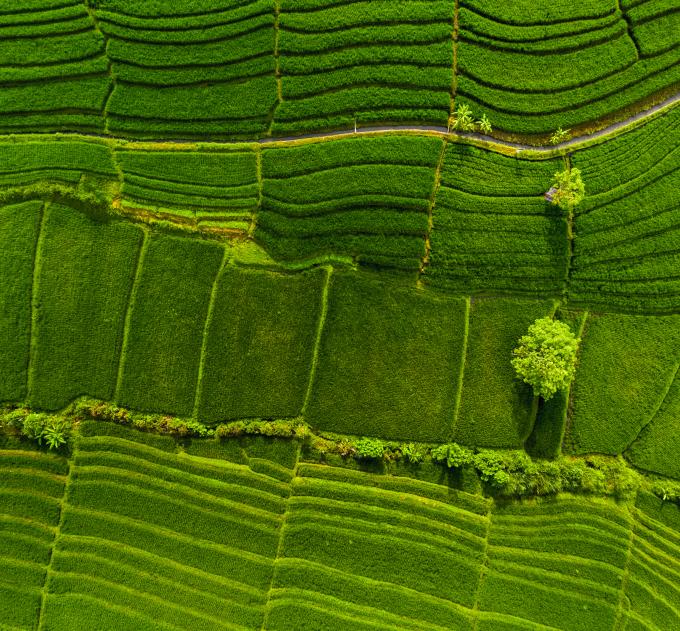 Aerial panorama of the green rice fields. Bali, Indonesia